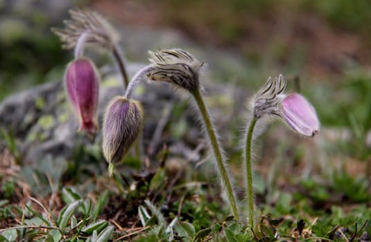 (Spring Anemone,Fur Anemone)