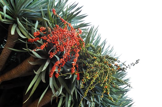 Flora of Madeira - Dragon tree