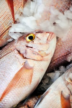 Fresh Red Snapper, market of Madeira, Portugal