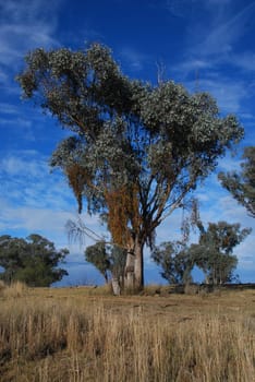 Eucalyptus Tree