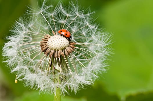 Ladybug on a dandelion