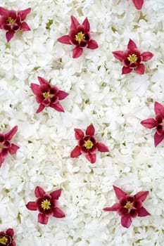 Guelder rose and columbine blossoms - background