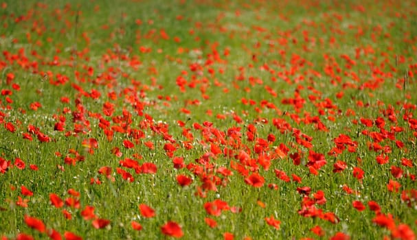 Poppy Field