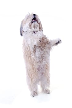 Havanese