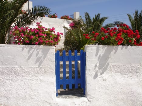 Flowers at a garden gate in Santorini
