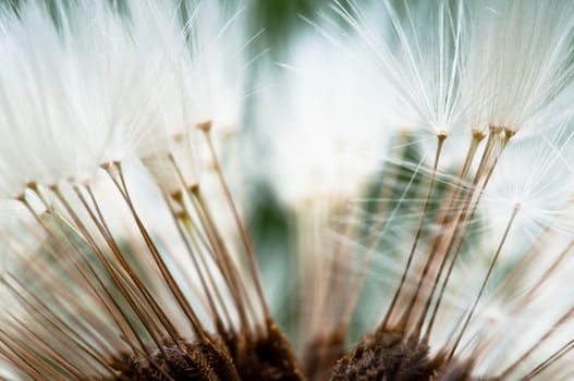 Dandelion - Taraxacum