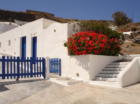 Flowers on a house in Santorini