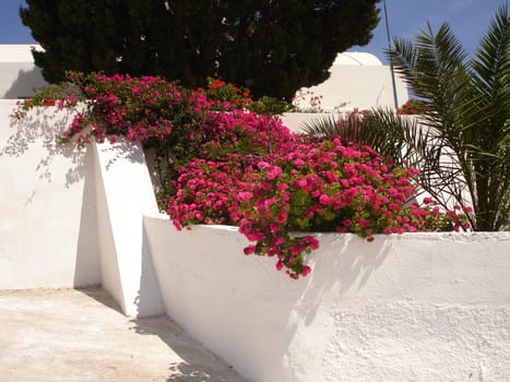 Flowers in a garden in Santorini