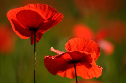Poppy