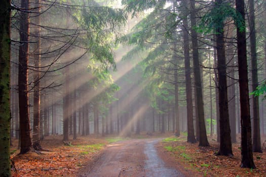 God beams - coniferous forest in fog