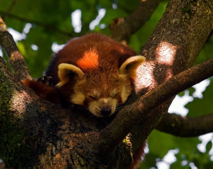 A red panda