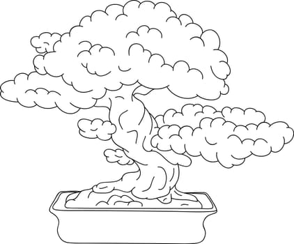 bonsai