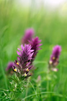 The flowers of the field quail wheat are purple in colour and have a yellowish-white throat,they are in an ear of corn and appear between May and July.