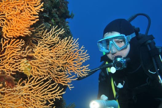 Divers at fan coral in the Mediterranean Sea