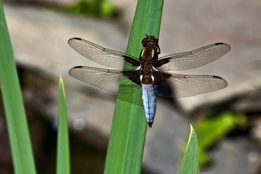 Flat-bellied - Dragonfly III