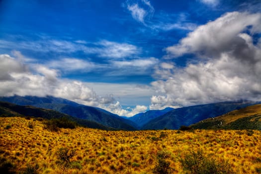 Summer landscape