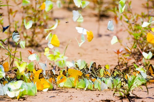 Butterflies