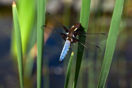 Flat-bellied - Dragonfly IV
