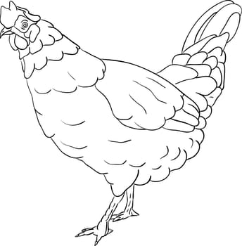 hen