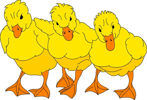 gosling