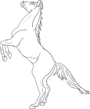 horse
