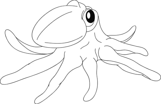 octopus