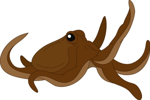 octopus