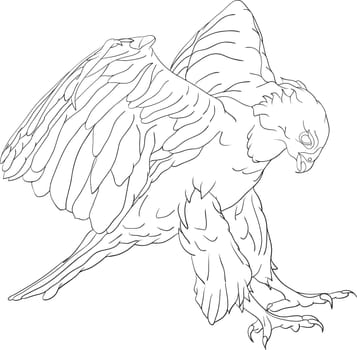 attacking hawk