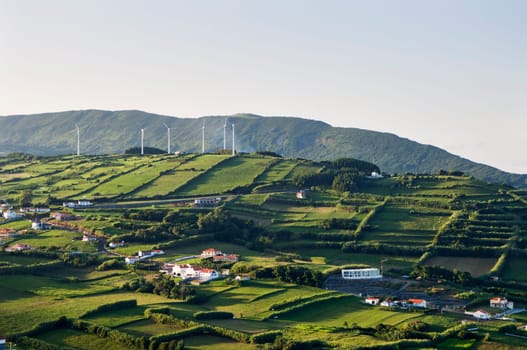 Hedge landscape of Faial, Azores