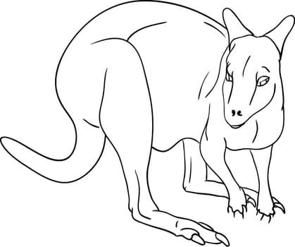 kangaroo