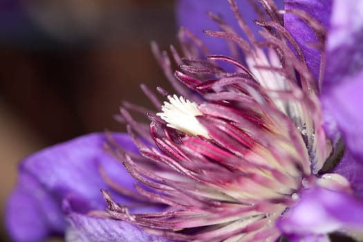 Clematis