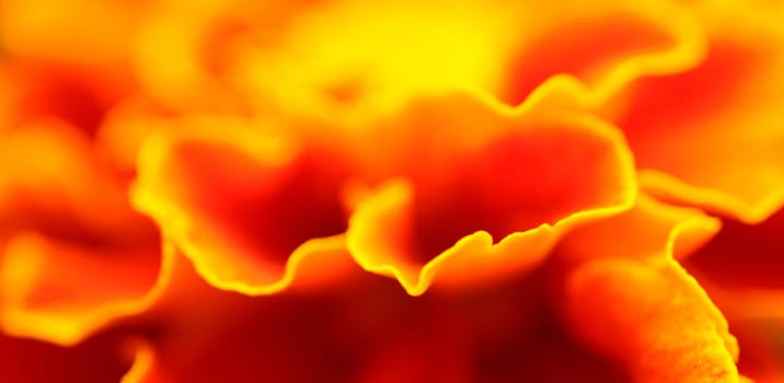 Marigold or marigold