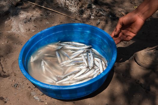 Anchovies