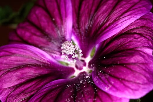 Mallow