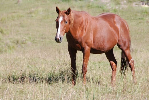 Mare about to give birth