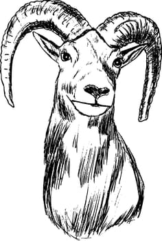 mouflon