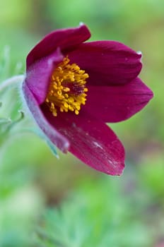 Anemone - Blossom of a flower