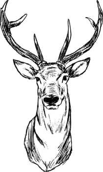 deer