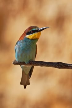 European bee-eater on a branch