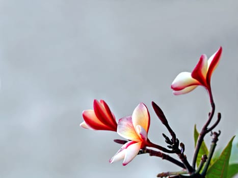 Plumeria rubra &#039 Carmen&#039