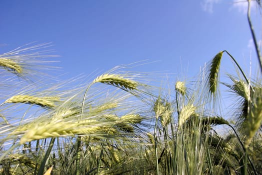 Cornfield