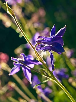 Columbine