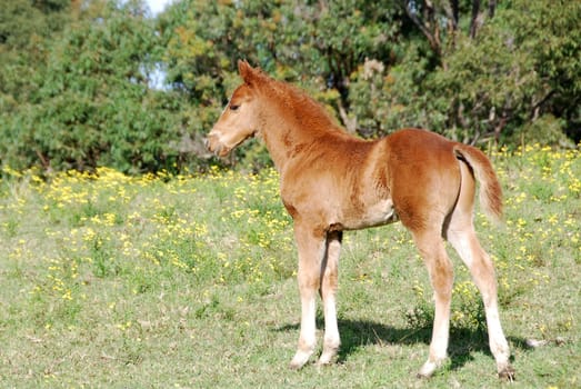 Foal in flower meadow