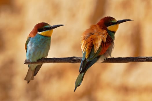European bee-eater couple on a branch