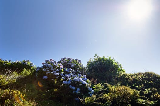 Hortensias in Faial, Azores
