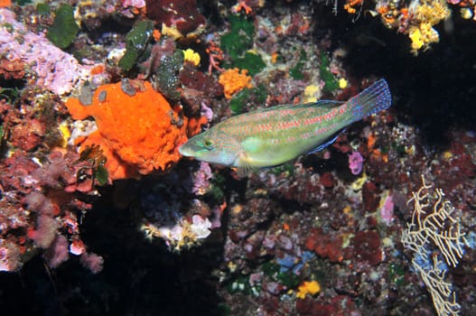 In the Mediterranean