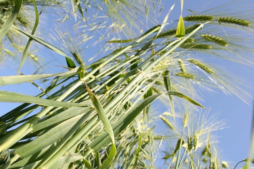 Cornfield 8