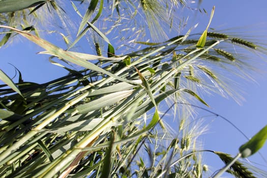Cornfield 6