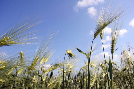 Cornfield4