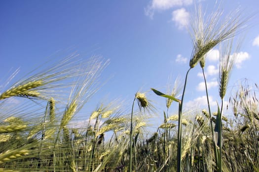 Cornfield3